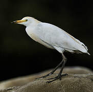 Western Cattle Egret