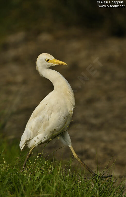 Western Cattle Egretadult, identification, Behaviour