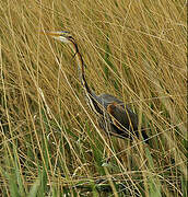 Purple Heron