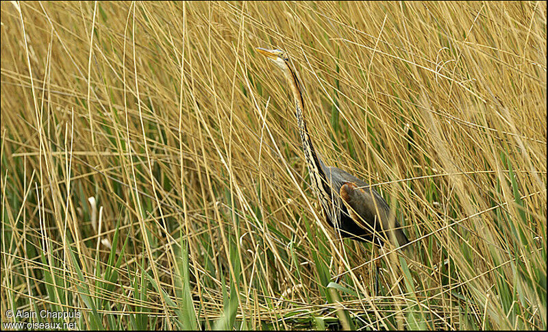 Purple Heronadult breeding, identification, Behaviour