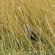 Purple Heron