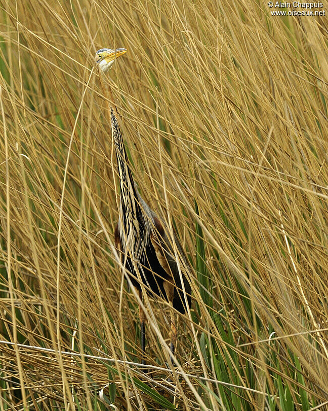 Héron pourpréadulte nuptial, identification, Comportement