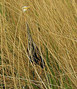 Purple Heron