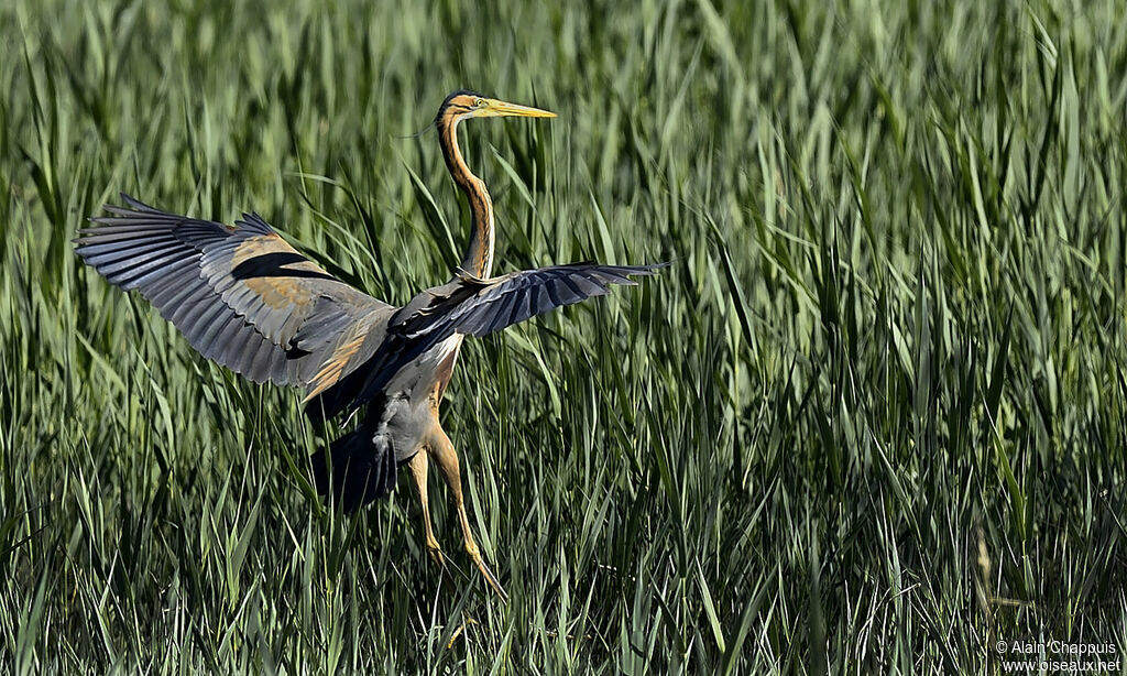 Purple Heronadult, identification, Flight, Behaviour