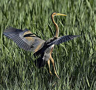 Purple Heron