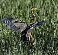 Purple Heron