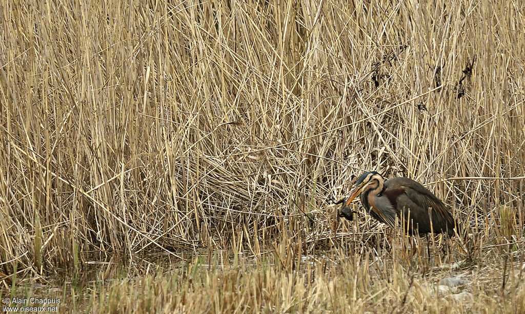 Héron pourpréadulte, identification, régime, Comportement