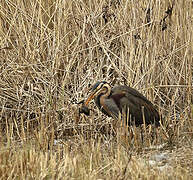 Purple Heron