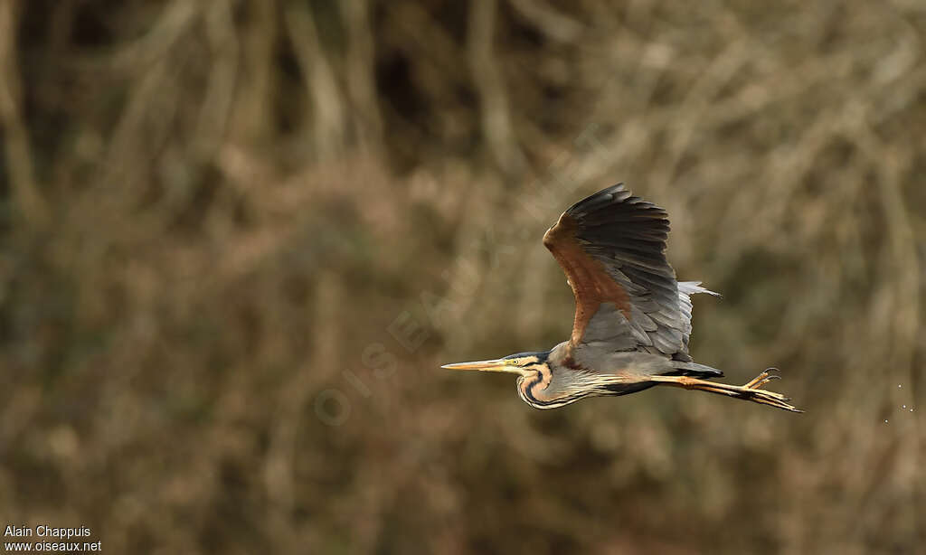 Purple Heronadult, Flight, Behaviour