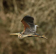 Purple Heron