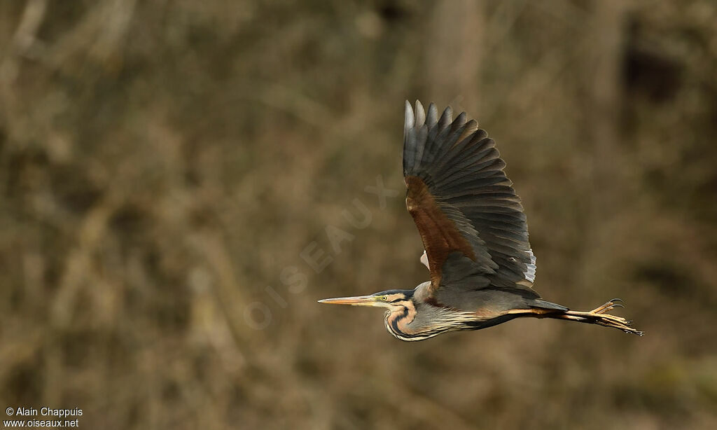 Purple Heronadult, identification, Flight, Behaviour