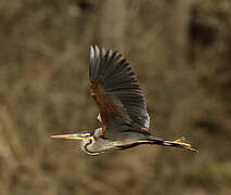 Purple Heron