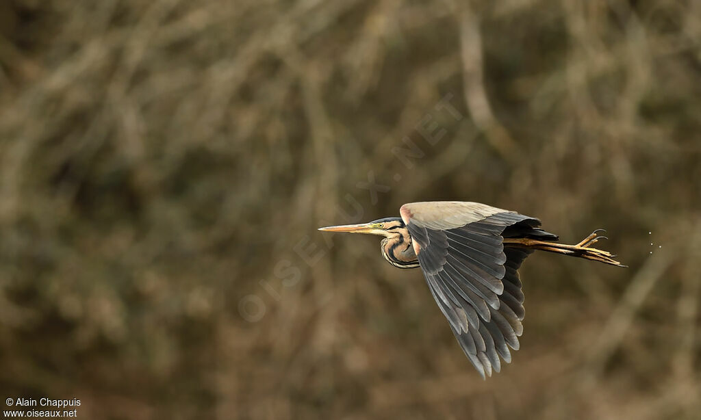 Purple Heronadult, identification, Flight, Behaviour