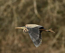 Purple Heron