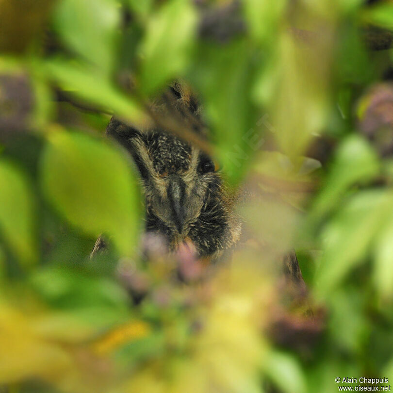 Long-eared Owladult, identification, Behaviour