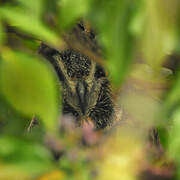 Long-eared Owl