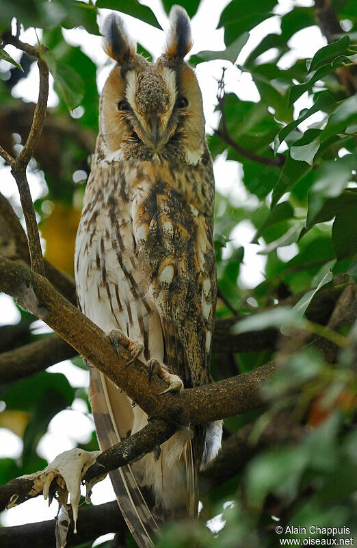 Hibou moyen-ducadulte, identification, Comportement