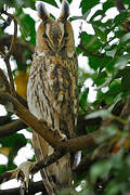 Long-eared Owl