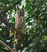 Long-eared Owl