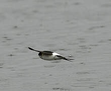 Western House Martin