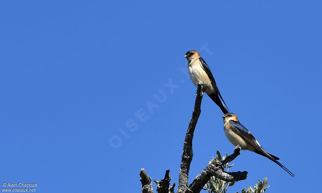 Hirondelle rousselineadulte nuptial, chant