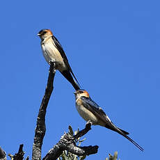 Hirondelle rousseline