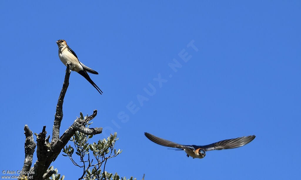 Red-rumped Swallowadult breeding, courting display