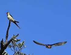 Red-rumped Swallow