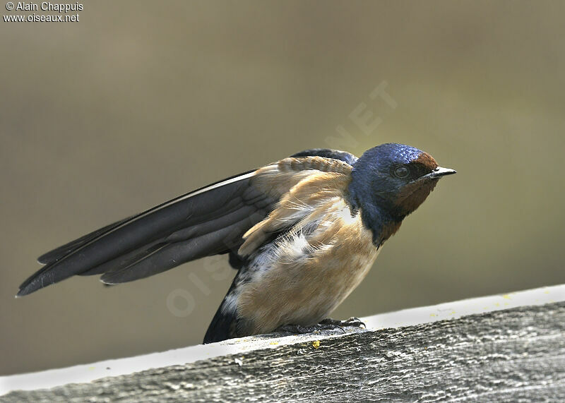 Barn Swallowadult breeding, identification, Behaviour