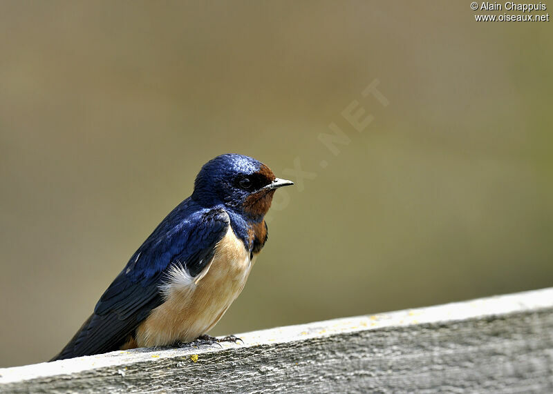 Hirondelle rustiqueadulte nuptial, identification, Comportement