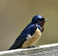 Barn Swallow