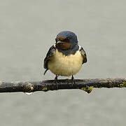 Barn Swallow