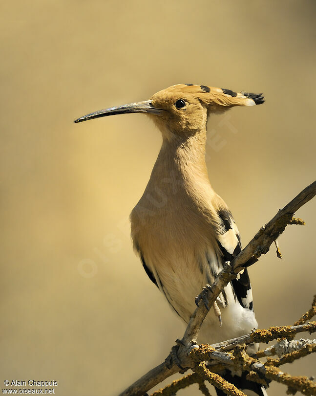 Eurasian Hoopoeadult breeding, identification, Behaviour