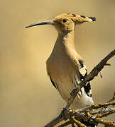 Eurasian Hoopoe