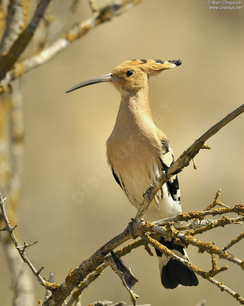 Huppe fasciéeadulte nuptial, identification, Comportement