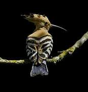 Eurasian Hoopoe