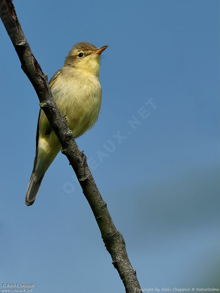 Hypolaïs polyglotteadulte, identification, pêche/chasse, chant