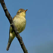 Melodious Warbler