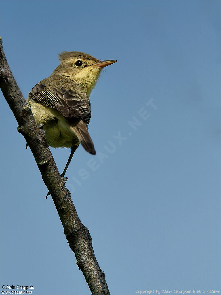 Melodious Warbleradult, identification, song