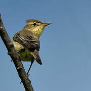 Melodious Warbler