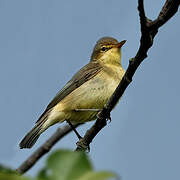 Melodious Warbler