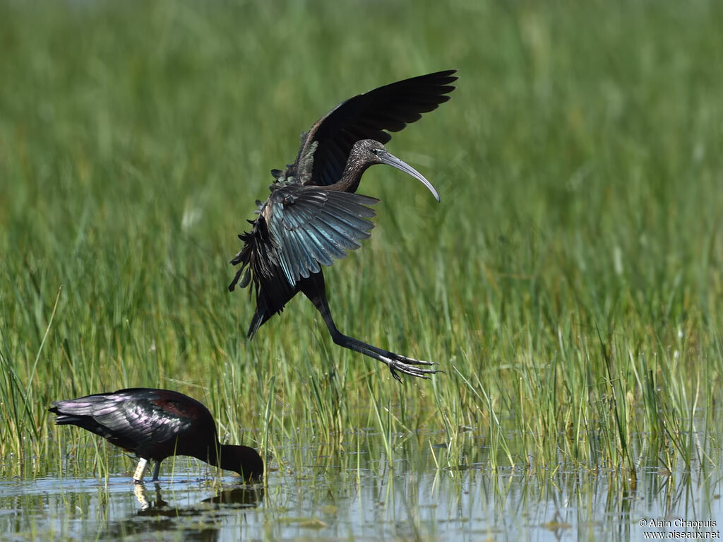 Glossy Ibisadult, identification, Flight, walking, fishing/hunting, eats