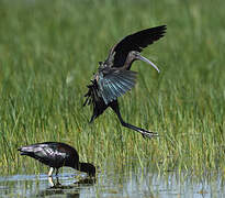 Glossy Ibis