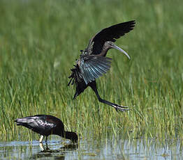 Ibis falcinelle