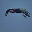 Ibis falcinelle