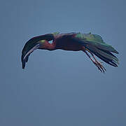 Glossy Ibis