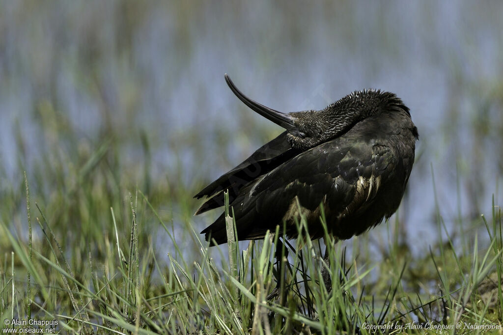 Glossy Ibisadult, identification, close-up portrait, habitat, care