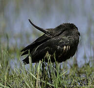 Ibis falcinelle