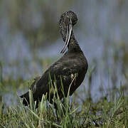 Glossy Ibis