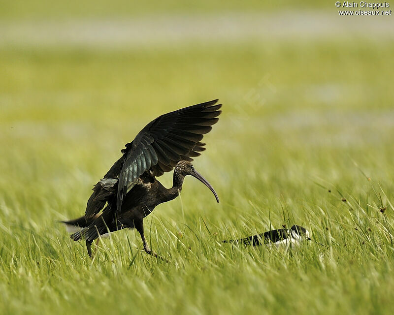 Ibis falcinelleadulte nuptial, identification, Vol, Comportement